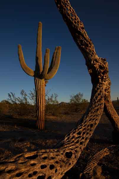 A cholla skeleton and saguaro cactus in the South Maricopa Mt. Wilderness at Sonoran Desert National Monument, Arizona.