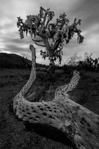 A cholla skeleton beneath a living cholla in the Maricopa Mts, Arizona.