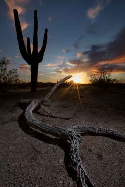 A cholla skeleton and saguaro cactus in the South Maricopa Mt. Wilderness at Sonoran Desert National Monument, Arizona.
