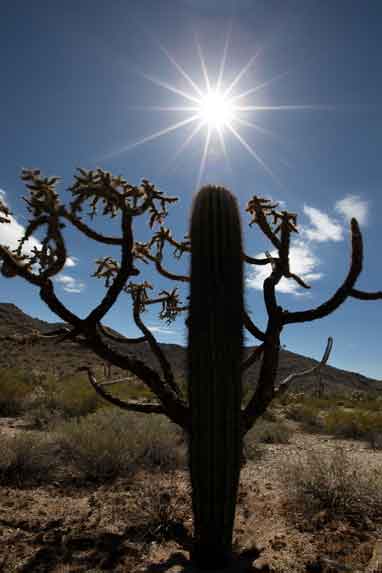 A saguaro in front of a cholla, when photographed as a silhouette, creates the illusion of a hybrid "choguaro".