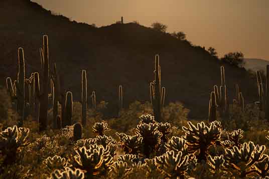 Cholla and saguaro cacti at sunset in the South Maricopa Mt. Wilderness, part of Sonoran Desert National Monument in southern Arizona.