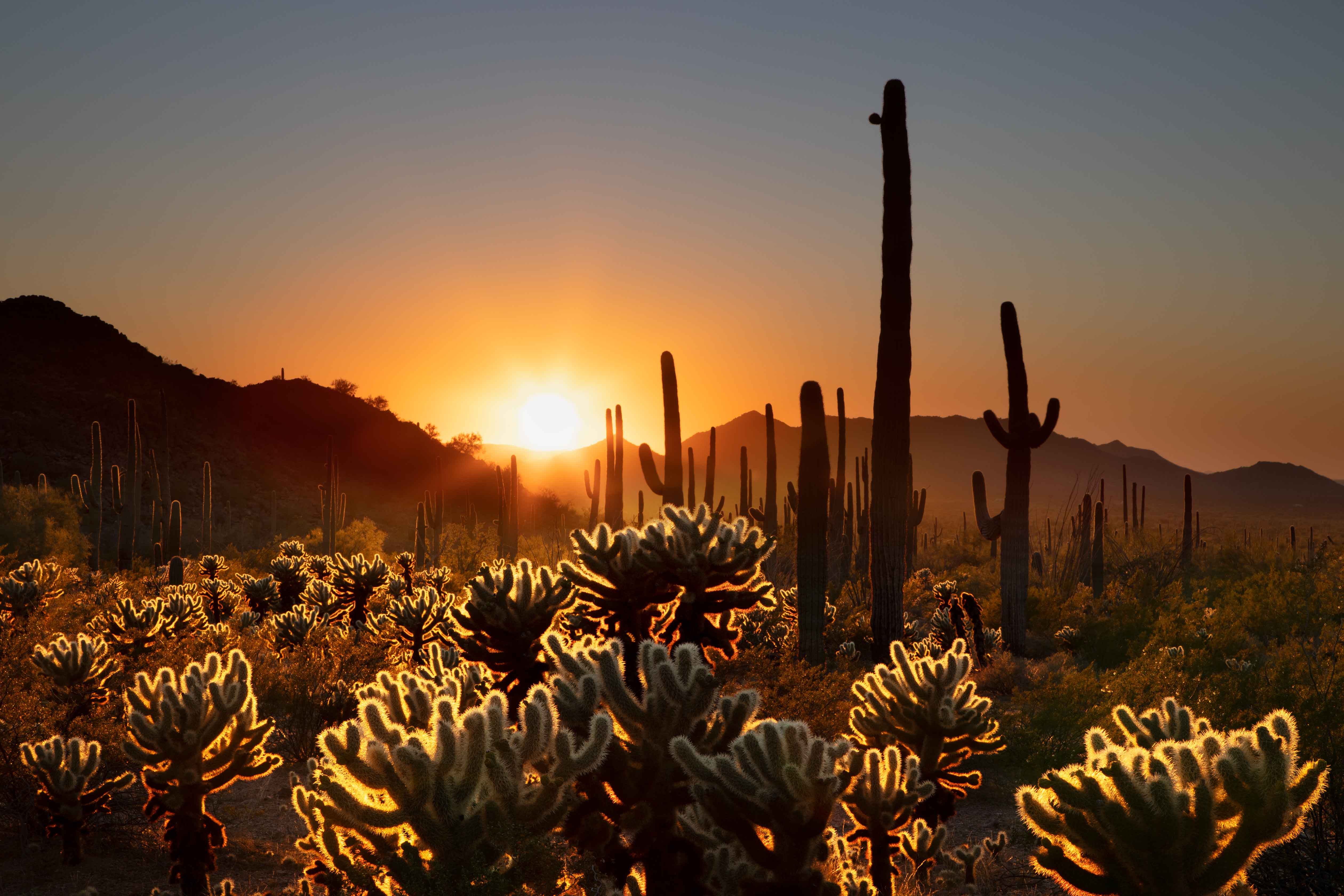 Cholla and saguaro cacti at sunset in the South Maricopa Mt. Wilderness at Sonoran Desert National Monument., Arizona.
