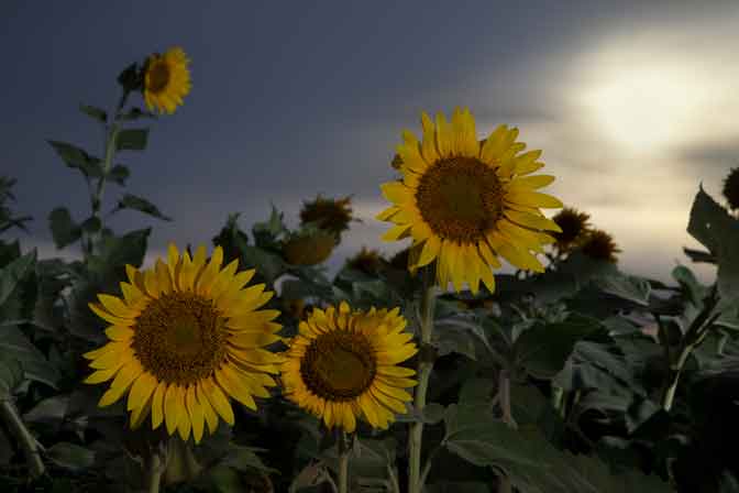 Sunflowers on a farm on the outskirts of Maricopa, Arizona.