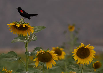 Red-winged Blackbird at the sunflower farm in Maricopa, Arizona.
