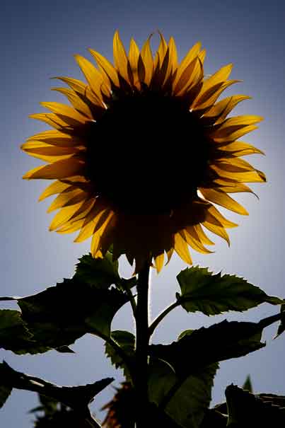 Sunflower on a farm on the outskirts of Maricopa, Arizona.