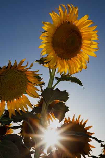 Sunflowers on a farm in Maricopa, ArizonaSunflowers on a farm in Maricopa, ArizonaSunflowers on a farm in Maricopa, Arizona.