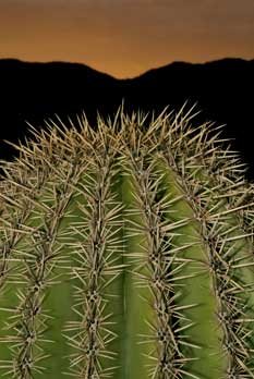 Saguaro cactus in the Mazatzal Mts., Arizona