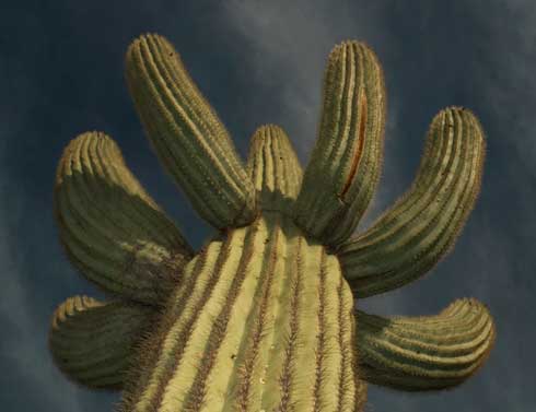 Saguaro cactus in the Mazatzal Mts., Arizona
