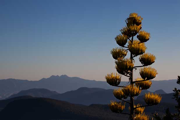 A century plant atop McFadden Peak in the Sierra Ancha, with the Mazatzal Mts. (including Four Peaks) in the distance