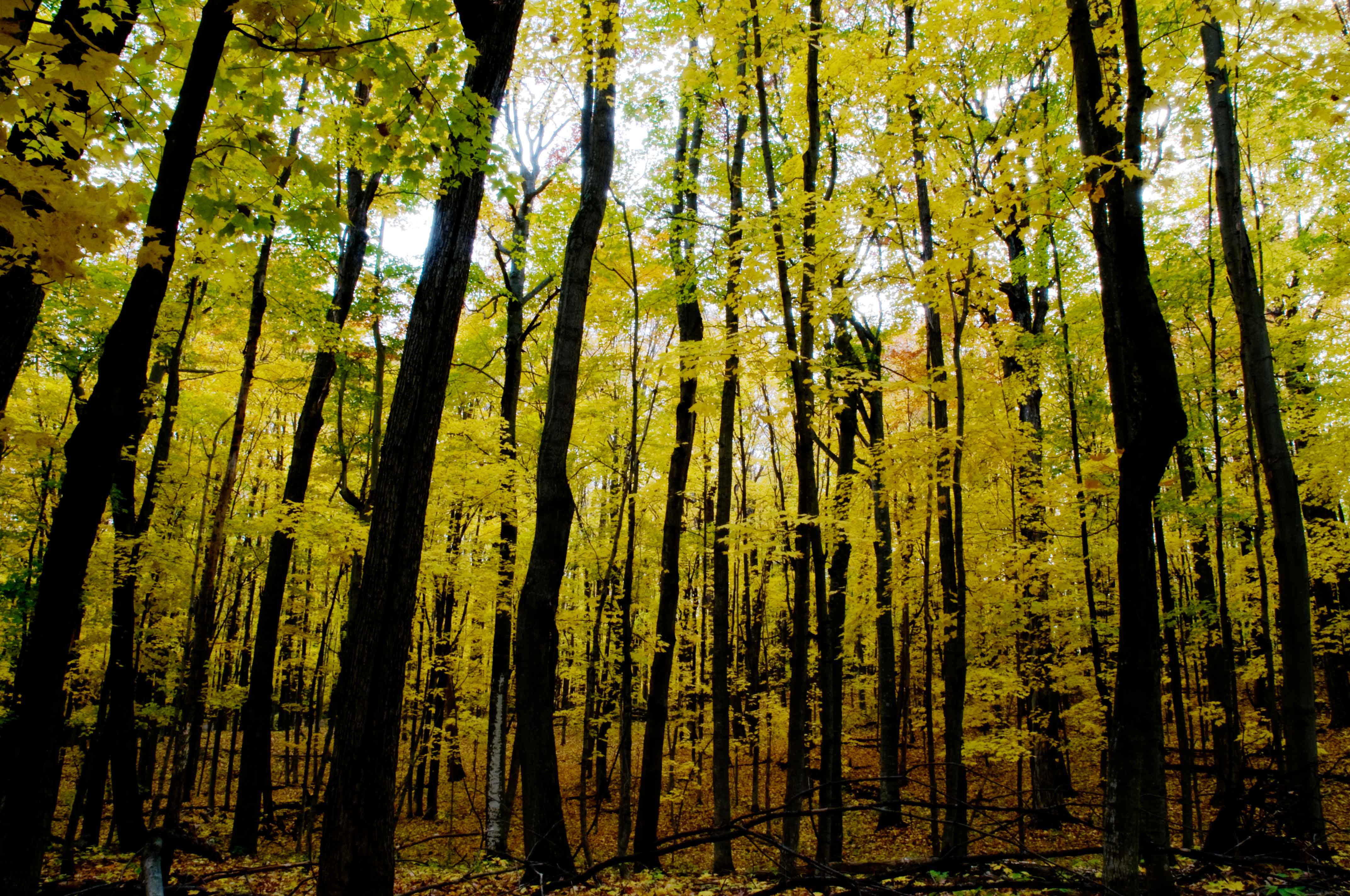 Trees with fall colors in the forest at Hartwick Pines State Park, Michigan