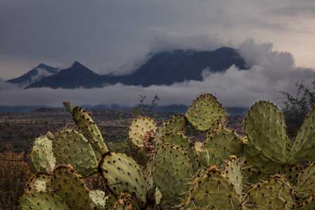 Arizona's Mazatzal Mts. with Prickly Pear cactus in the foreground