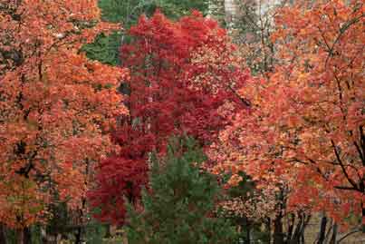 Fall foliage in autumn, including red maple trees, near Bear Canyon Lake on the Mogollon Rim, Arizona
