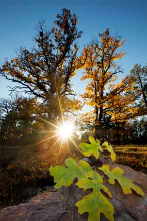Willow Springs Lake atop Arizona's Mogollon Rim.