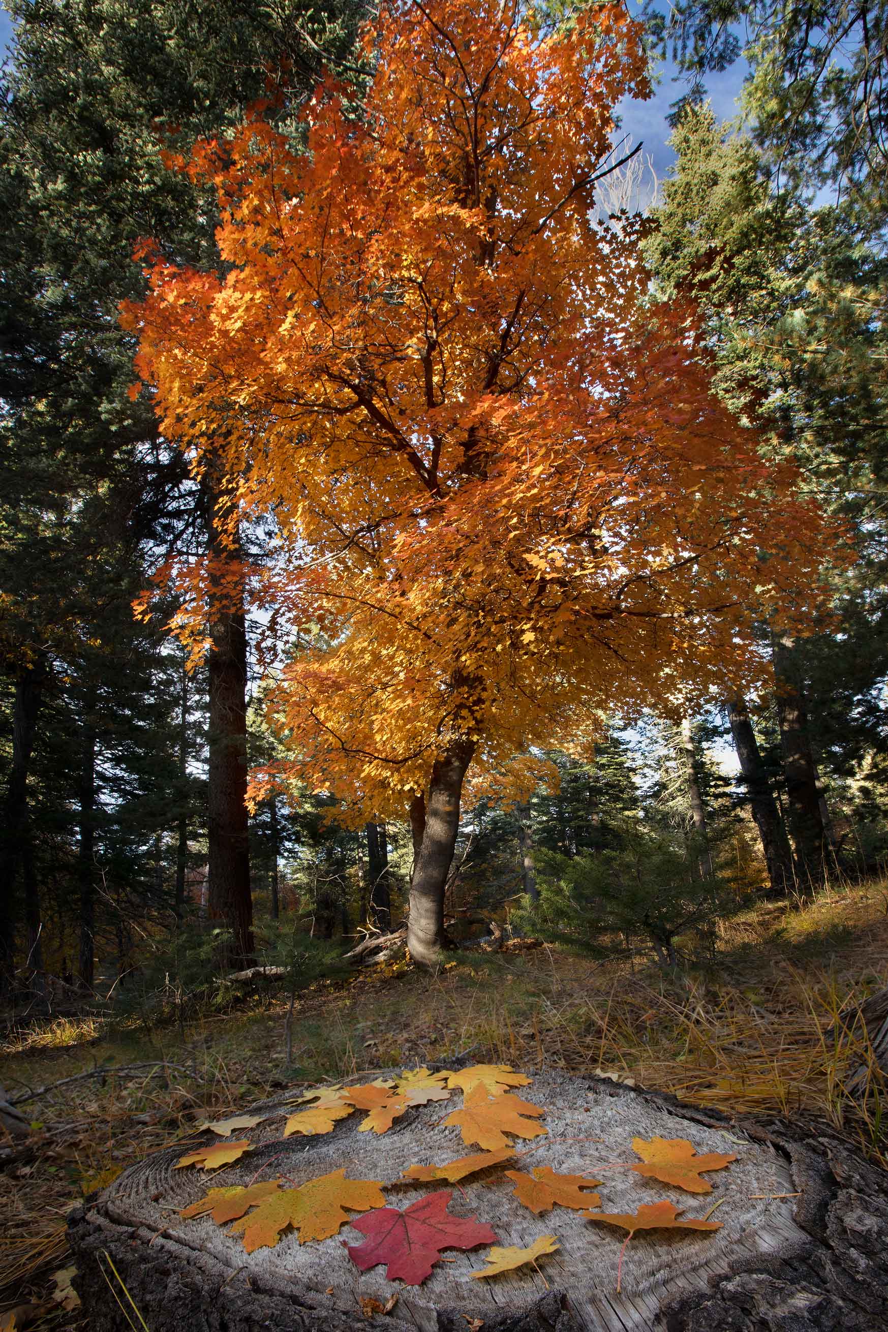 A maple tree and fallen maple leaves near Bear Canyon Lake on the Mogollon Rim, northern Arizona
