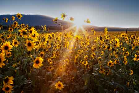 Wild Sunflowers near Mormon Lake, northern Arizona