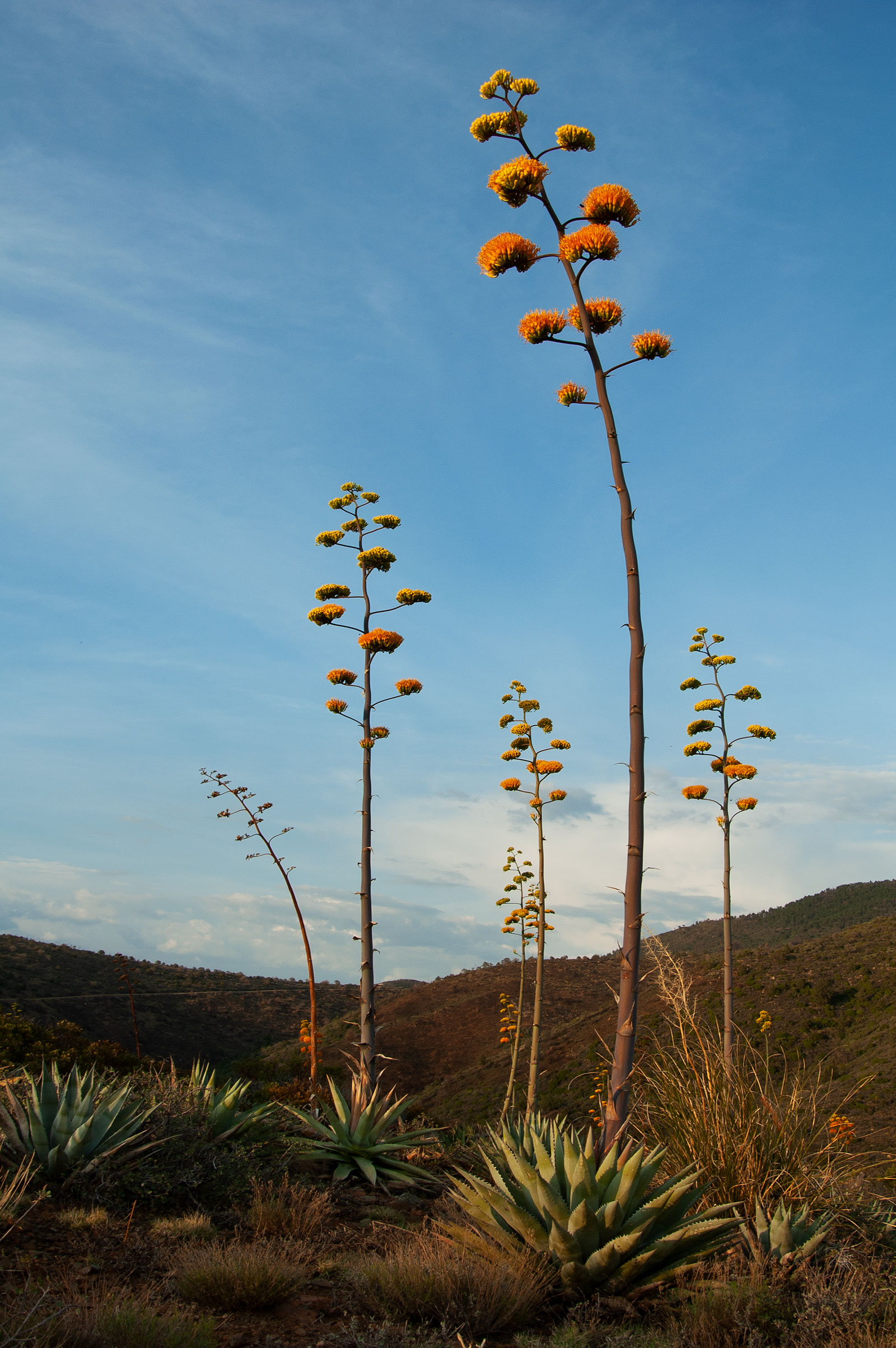 Century plants (Agave chrysantha) atop Mt. Ord in the Mazatzal Mts., Arizona