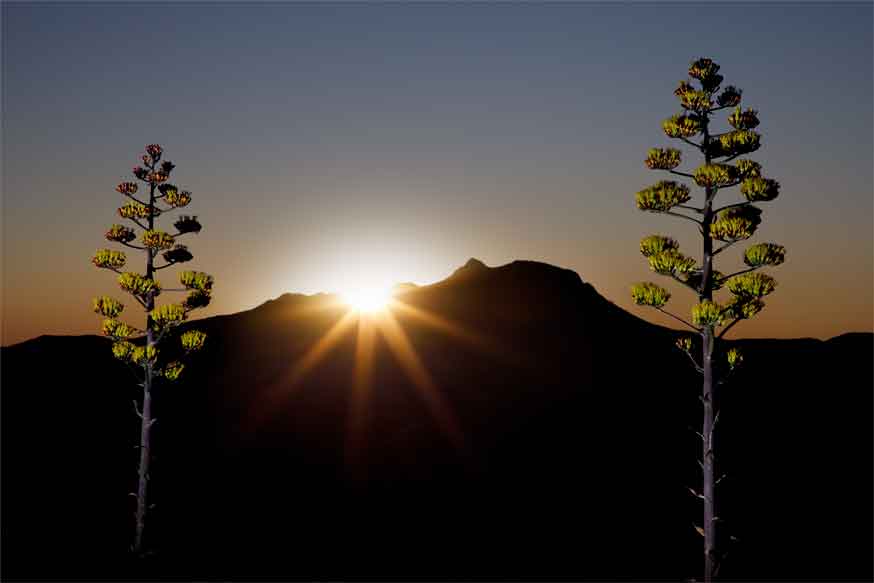 Century plants on Mt. Ord in the Mazatzal Mts., Arizona at sunset.