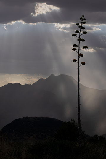 a century plant (Agave chrysantha) on Mt. Ord in the Mazatzal Mts., Arizona