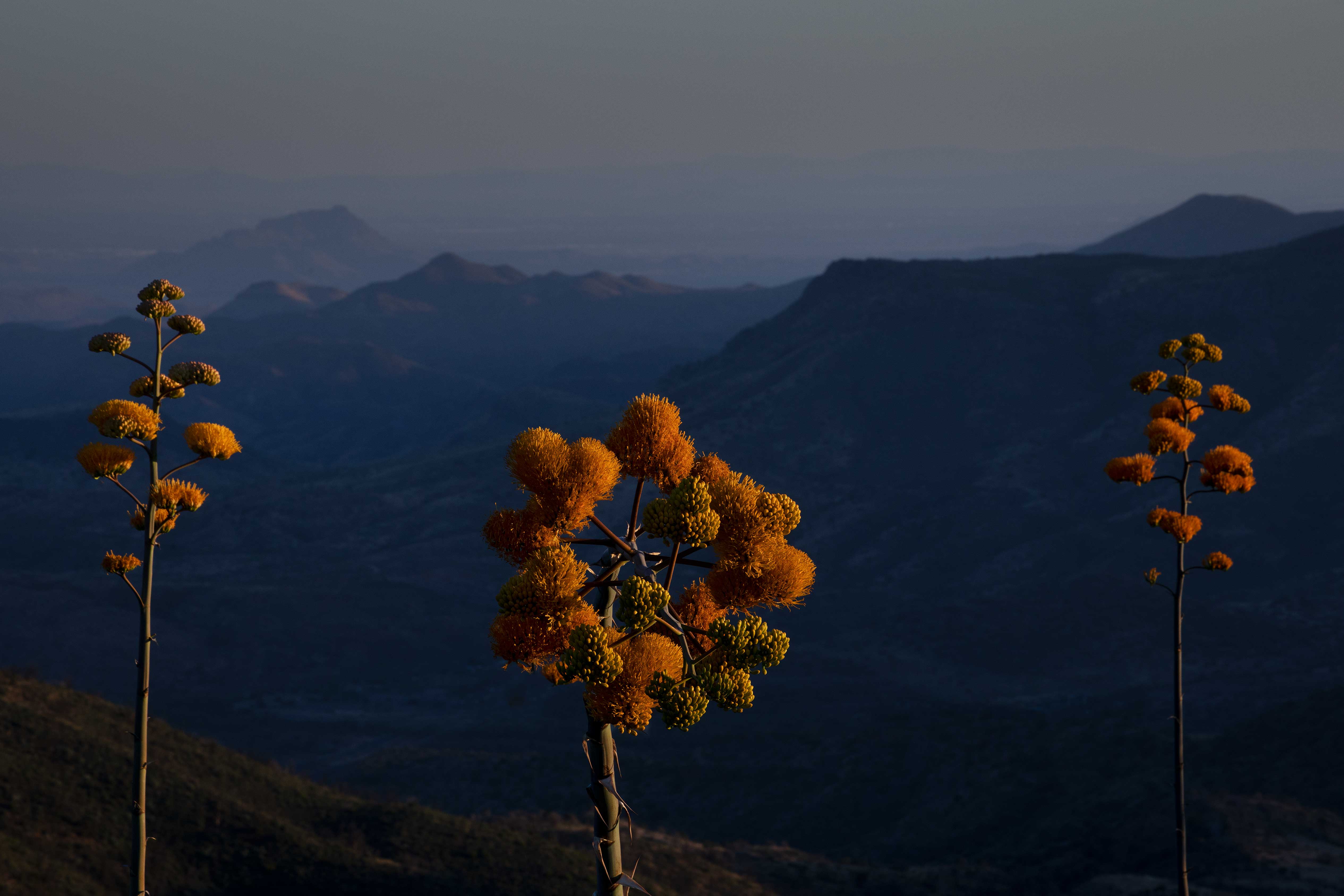 Century plants (Agave chrysantha) on Mt. Ord in the Mazatzal Mts., Arizona(flash at twilight)