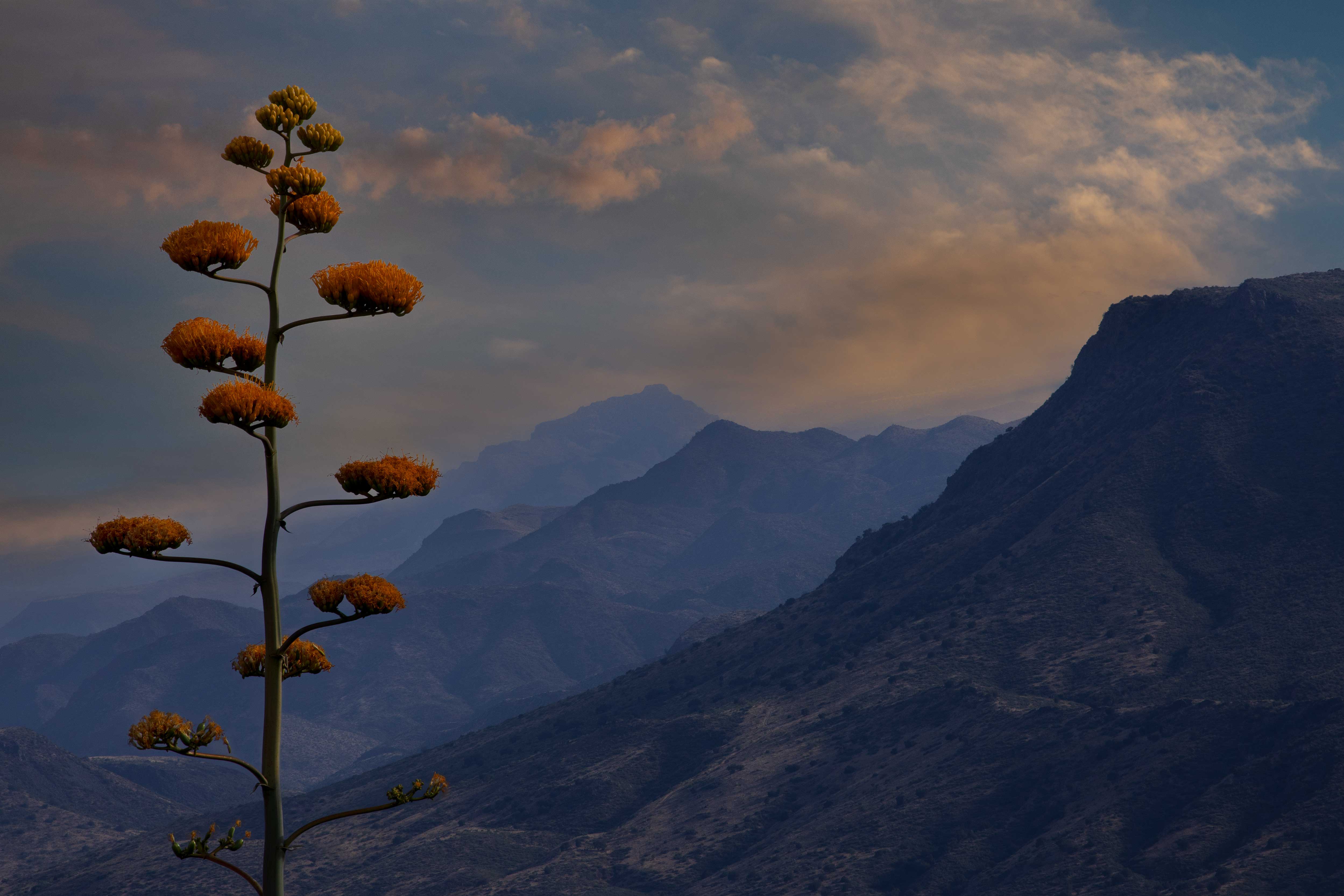 Century plant (Agave chrysantha) on Mt. Ord in the Mazatzal Mts., Arizona