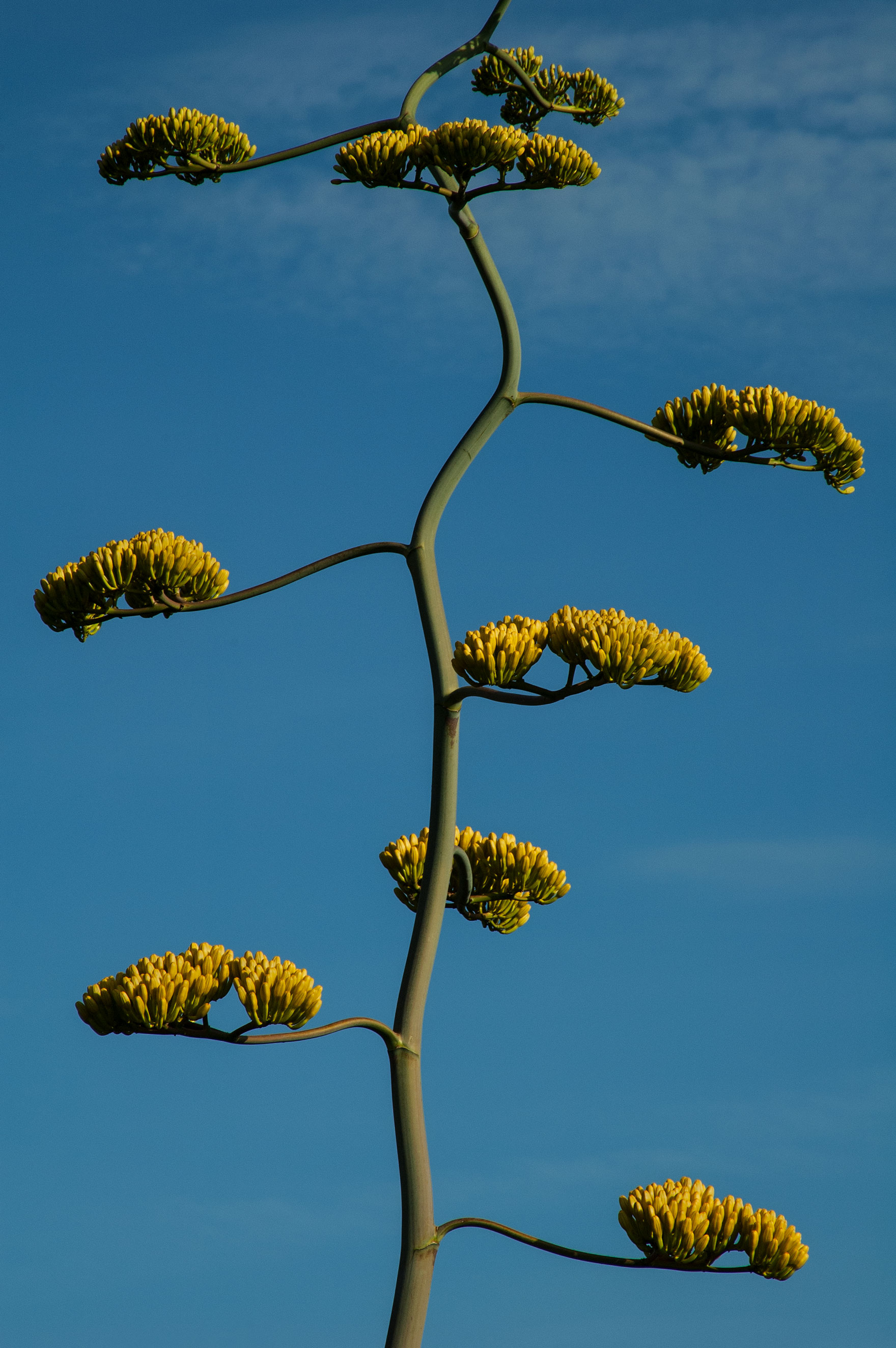 Century plant (Agave chrysantha) atop Mt. Ord in the Mazatzal Mts., Arizona
