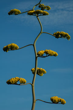 Century plant (Agave chrysantha) on Mt. Ord in the Mazatzal Mts., Arizona