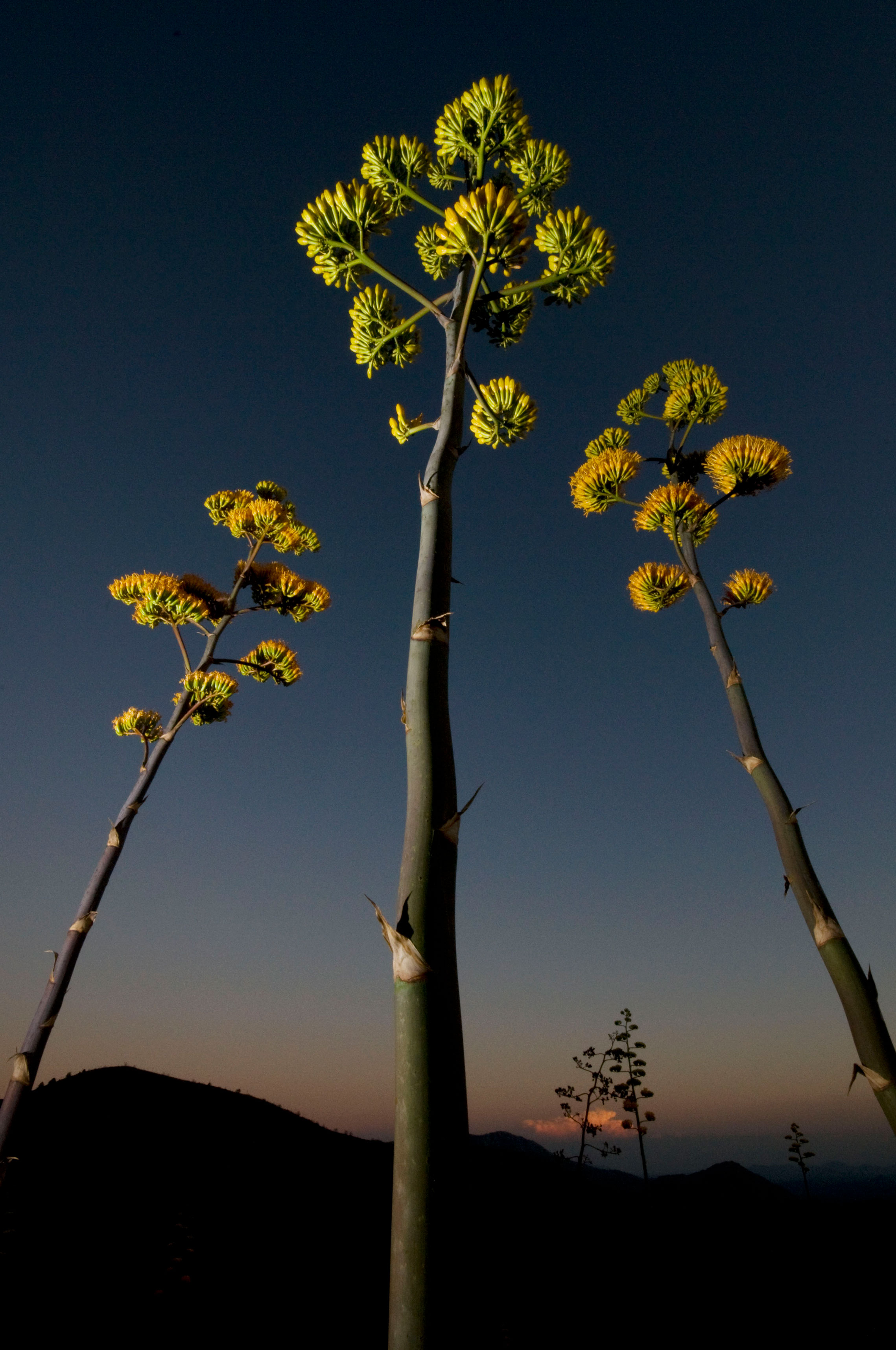 Century plants (Agave chrysantha) on Mt. Ord in the Mazatzal Mts., Arizona(flash at twilight)