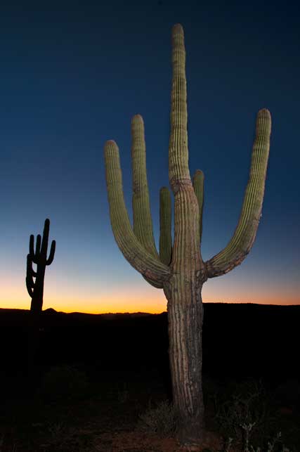 Saguaro cactus at twilight in the desert near Lake Pleasant, Arizona
