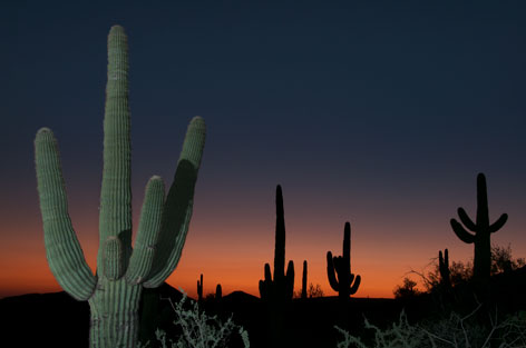 Saguaro Cactus in the Arizona desert
