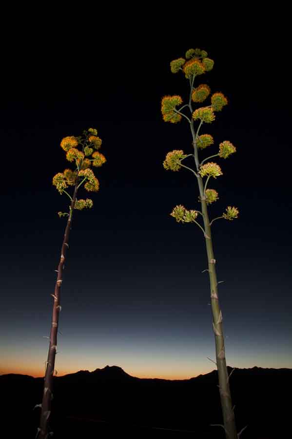 Century Plants in Arizona