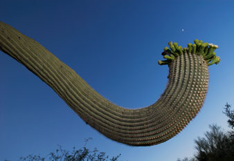 Saguaro cactus at Organ Pipe Cactus National Monument in the Arizona Sonoran Desert