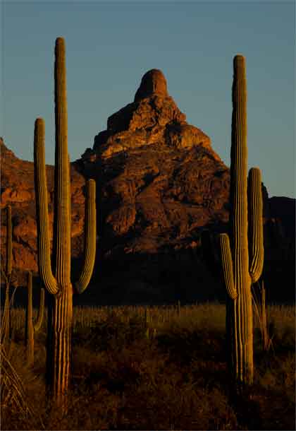 Saguaros beneath the Montezuma's Head rock formation at Organ Pipe National Monument, Arizona.