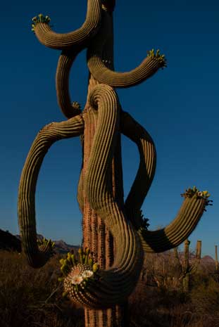 A saguaro at Organ Pipe Cactus National Monument, southern Arizona