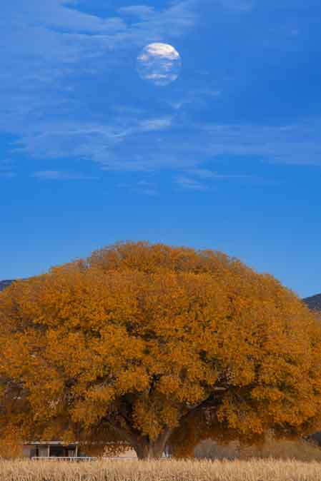 Full moon over a tree with fall colors in the Prescott Valley, Arizona