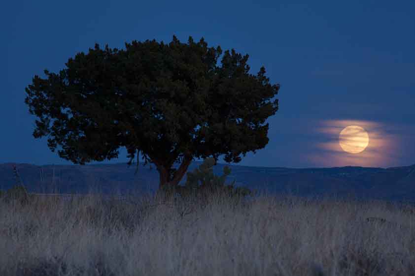 Full moon rising near a juniper tree on Perry Mesa (Agua Fria National Monument), Arizona