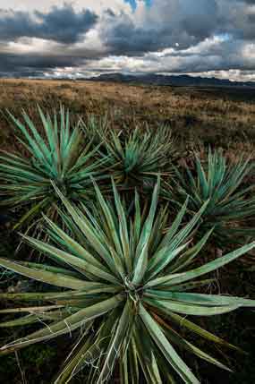 Agave plants at Perry Mesa (Agua Fria National Monument), Arizona