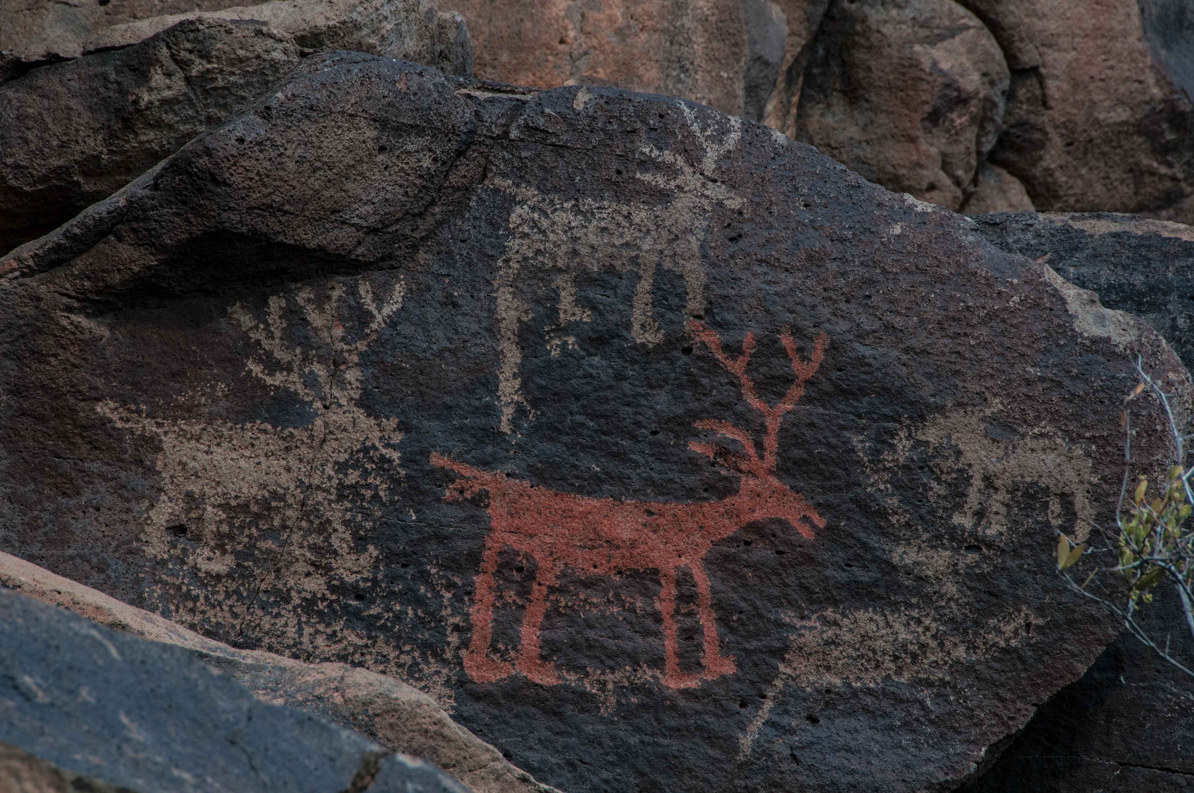 Ancient Native American petroglyphs on Perry Mesa including a rare image of a deer painted
red (most painted petroglyphs left in the open air and sun fade away over the centuries).