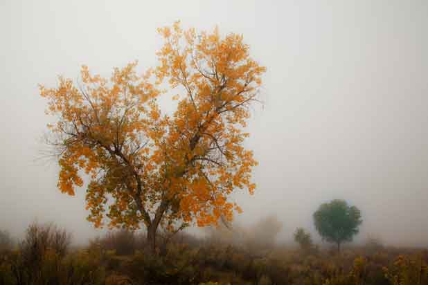 Autumn tree along the Puerco River, Arizona