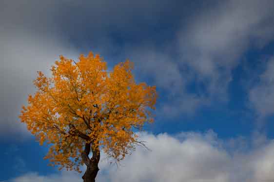 Tree with fall colors along the Puerco River in northern Arizona