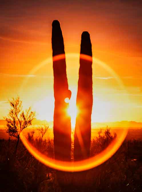 Saguaro cactus at sunset at Picacho Peak, Arizona.

