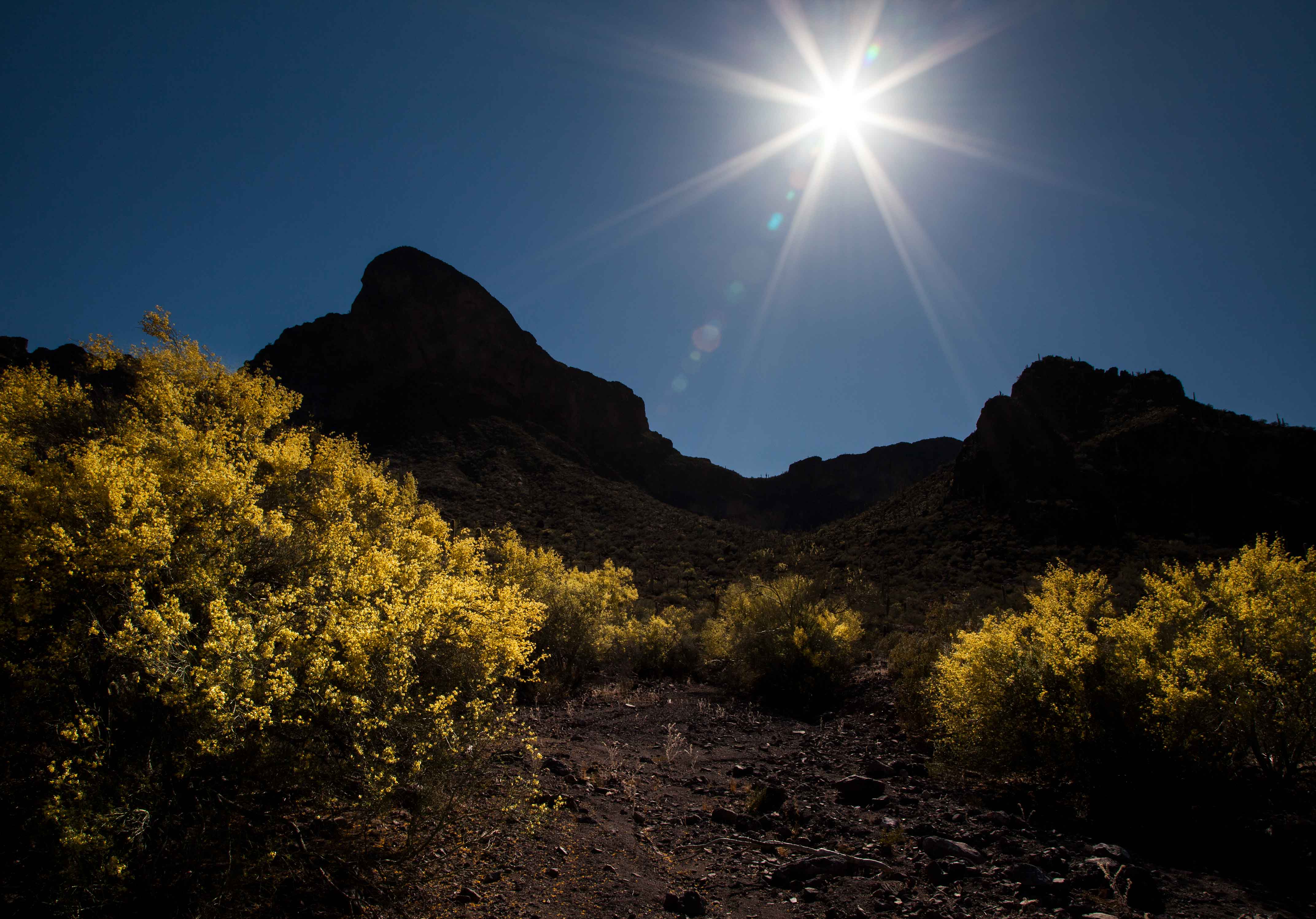 Palo Verde trees at Picacho Peak in the desert of southern Arizona