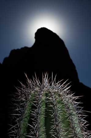 Saguaro cactus and the setting sun at Picacho Peak, Arizona.