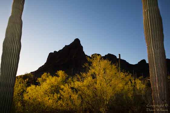 Saguaros and Palo Verde trees at Picacho Peak in the desert of southern Arizona.