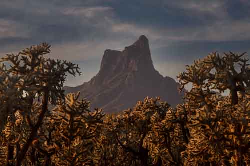 Picacho Peak towers over cholla cactus in the southern Arizona desert.
