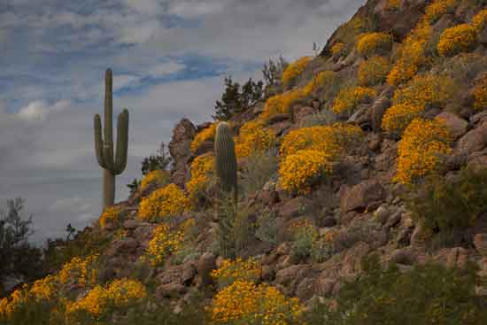 Brittlebush and saguaros in the northern reaches of the Picacho Mts., Arizona.