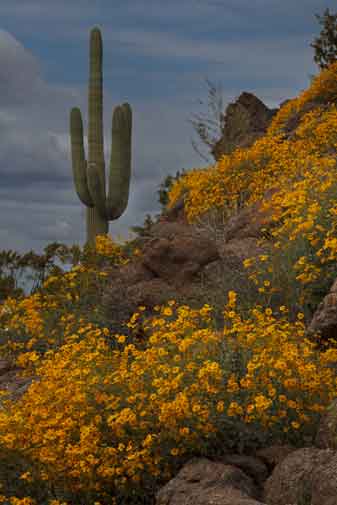 Brittlebush surrounds a saguaro in the northern reaches of the Picacho Mts., Arizona.
