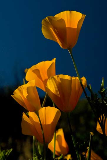 Mexican Goldpoppies on the Tonto National Forest, Arizona.