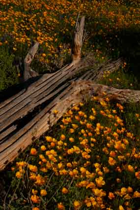 Mexican Goldpoppies on the Tonto National Forest, Arizona.
