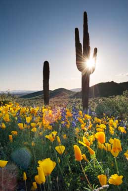 Wildflowers (Mexican Goldpoppies) and saguaro cactus in the Arizona desert