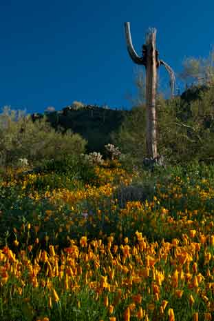 Wildflowers, including Mexican Goldpoppies, in the southern Arizona desert